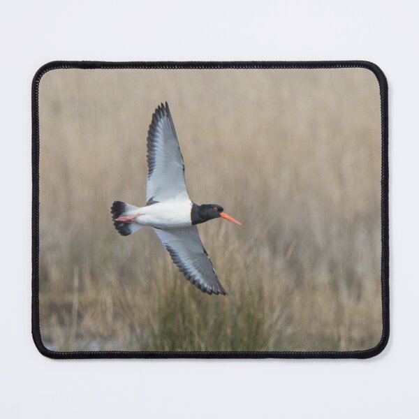Item preview, Oystercatcher designed and sold by LaurenTucker.