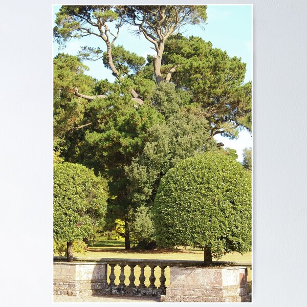 Item preview, Trees in Mount Stewart Northern Ireland National Trust Vertical designed and sold by eddiebarronshop.