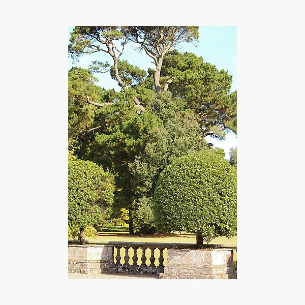 Item preview, Trees in Mount Stewart Northern Ireland National Trust Vertical designed and sold by eddiebarronshop.