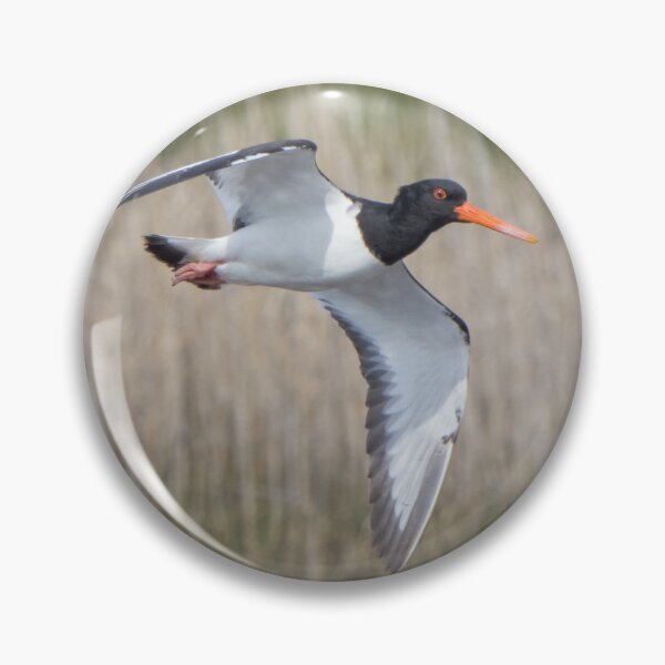 Item preview, Oystercatcher designed and sold by LaurenTucker.