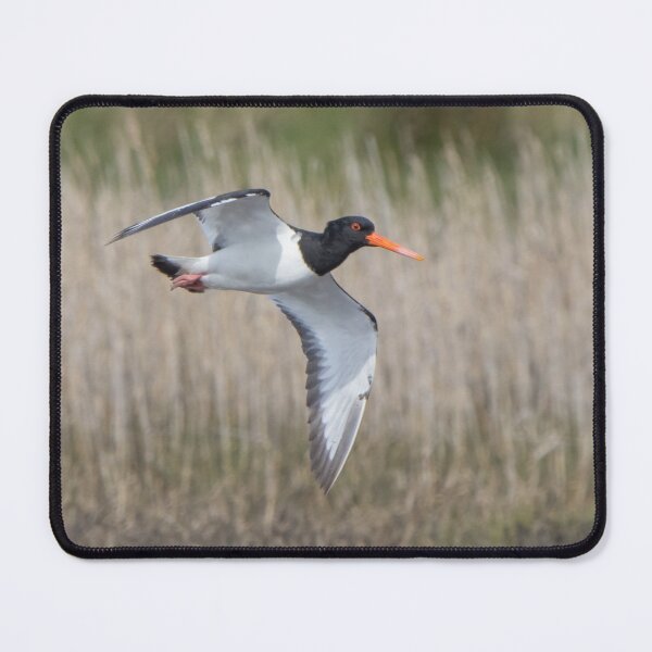 Item preview, Oystercatcher designed and sold by LaurenTucker.