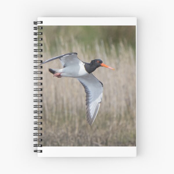 Item preview, Oystercatcher designed and sold by LaurenTucker.