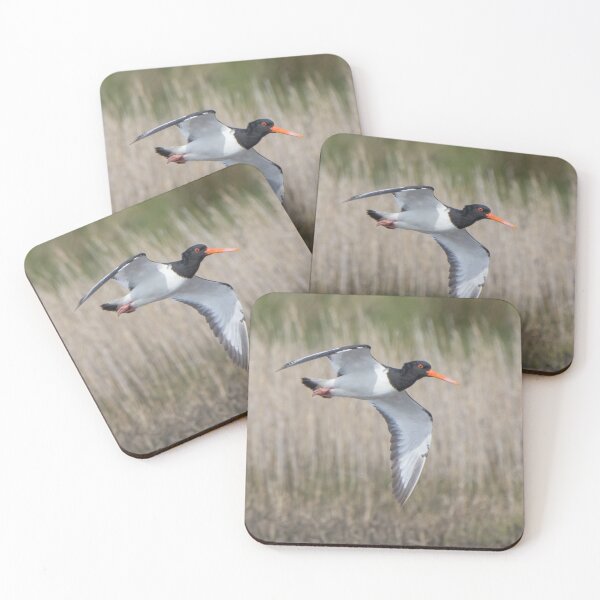 Item preview, Oystercatcher designed and sold by LaurenTucker.