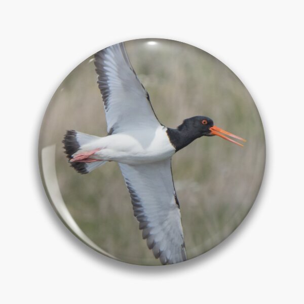 Item preview, Oystercatcher designed and sold by LaurenTucker.