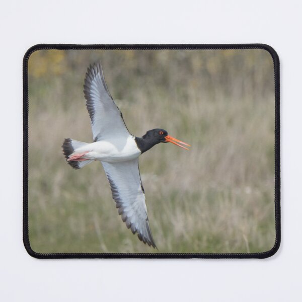 Item preview, Oystercatcher designed and sold by LaurenTucker.