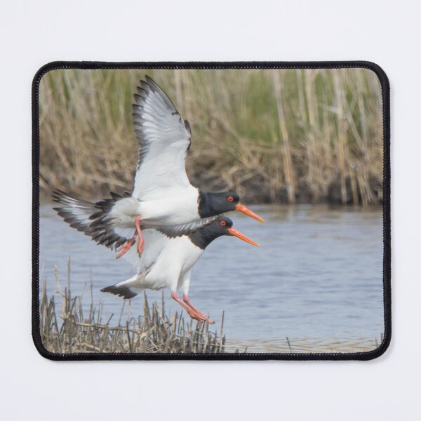 Item preview, Oystercatcher designed and sold by LaurenTucker.