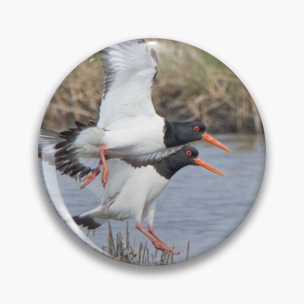 Item preview, Oystercatcher designed and sold by LaurenTucker.