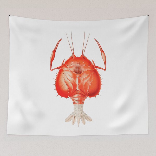 Item preview, Eryoneicus Richardi Lobster designed and sold by Ephemerae.