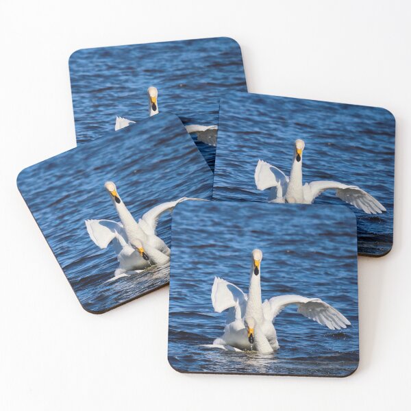 Item preview, Making more. Whooper Swan designed and sold by Jouko Lehto Photography.