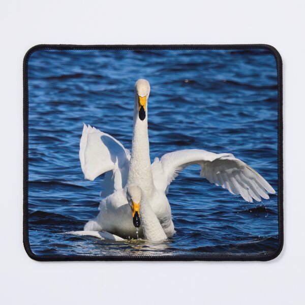 Item preview, Making more. Whooper Swan designed and sold by Jouko Lehto Photography.