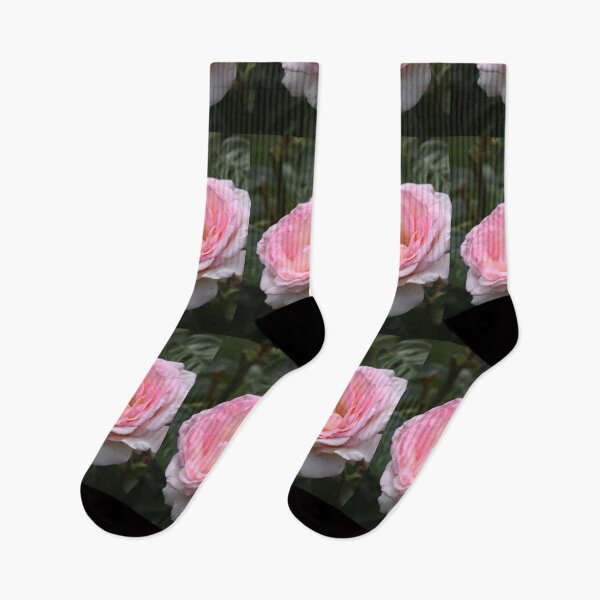 Item preview, Pink Promise Hybrid Tea Rose designed and sold by Robert Armendariz.