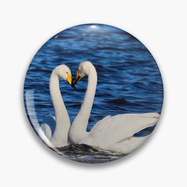 Item preview, Love is all. Whooper Swan designed and sold by Jouko Lehto Photography.