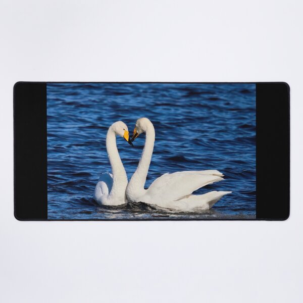 Item preview, Love is all. Whooper Swan designed and sold by Jouko Lehto Photography.