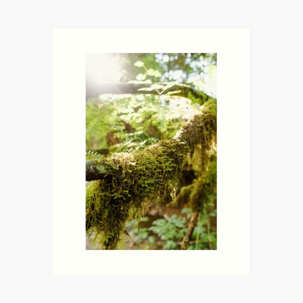 Forks, La Push, Washington Photography Print Art Print
