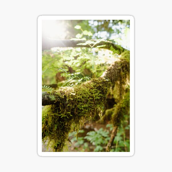 Forks, La Push, Washington Photography Print Sticker