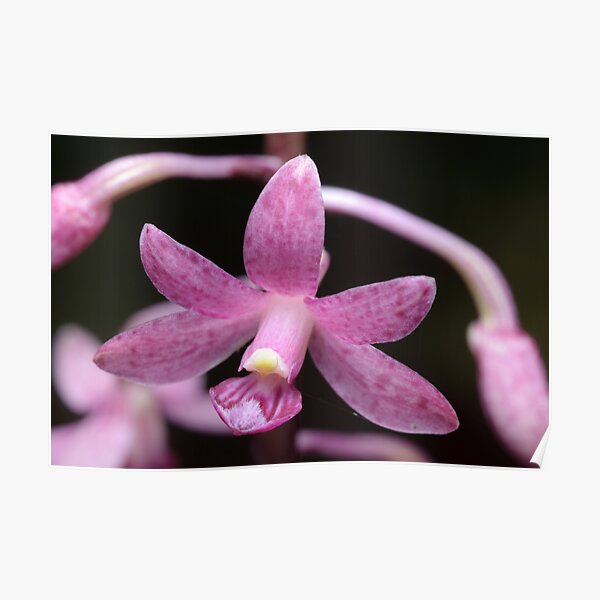 Native Orchid Poster