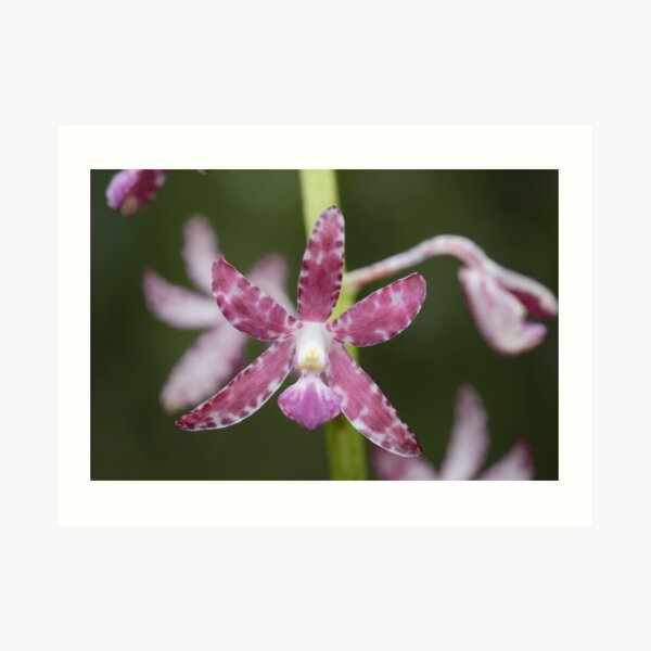 Native Orchid Art Print