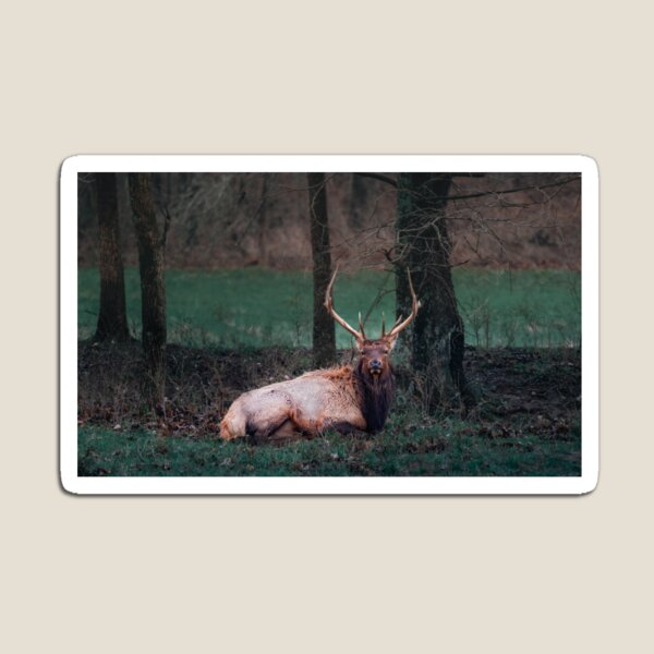 Item preview, ELK in the woods designed and sold by Vsaditya2020.