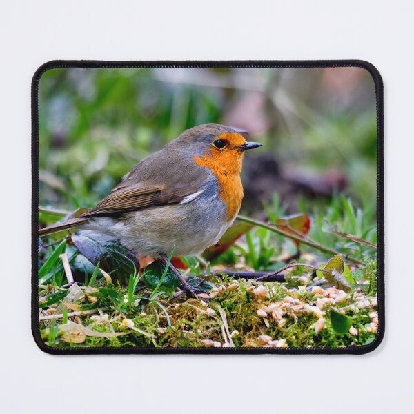 Item preview, Robin in Springtime designed and sold by Violaman.