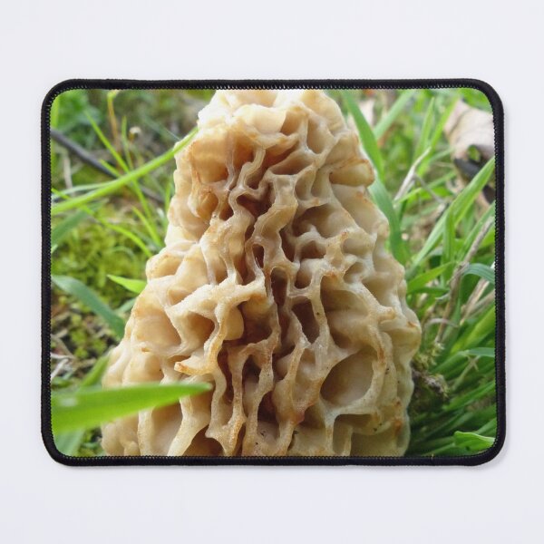 Item preview, Tasty Morel designed and sold by Frankie Cat Photography.