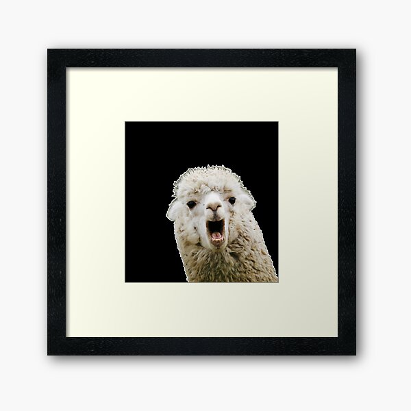 Llama Framed Art Print