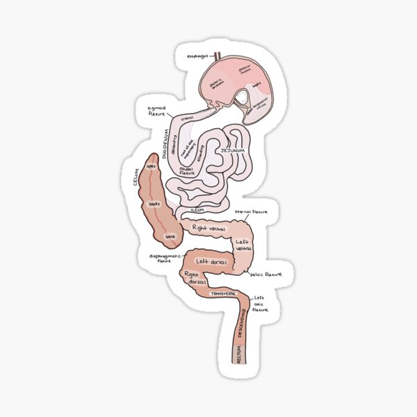 Item preview, Equine Digestive System Sticker designed and sold by CHASEFUNK.
