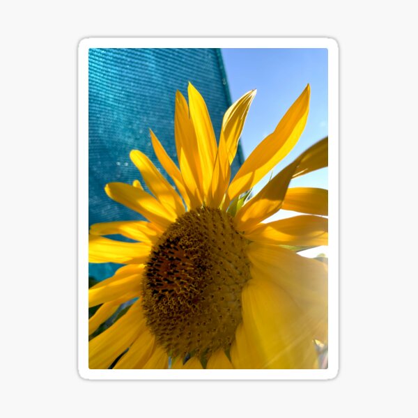 Item preview, photo sunflower for ukraine designed and sold by mystudiocreate.