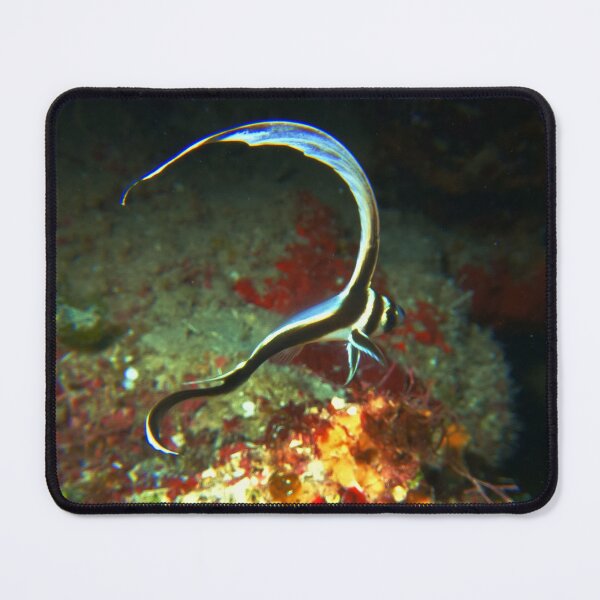 Item preview, Divemaster Zach Baby Drum Fish designed and sold by Divemaster-zach.