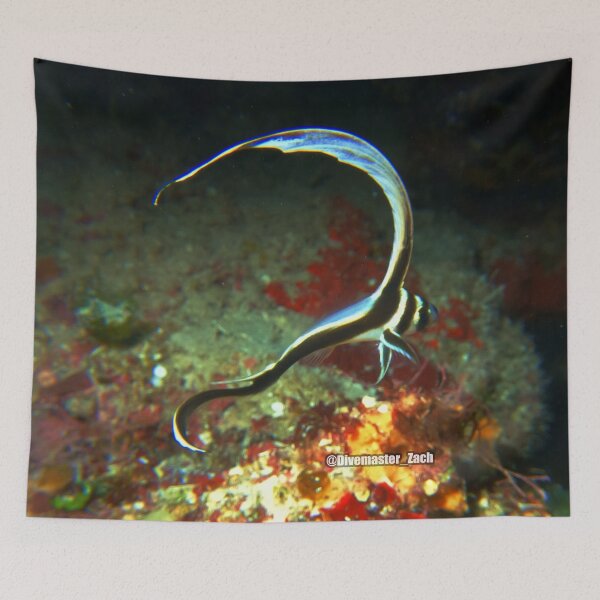 Item preview, Divemaster Zach Baby Drum Fish designed and sold by Divemaster-zach.