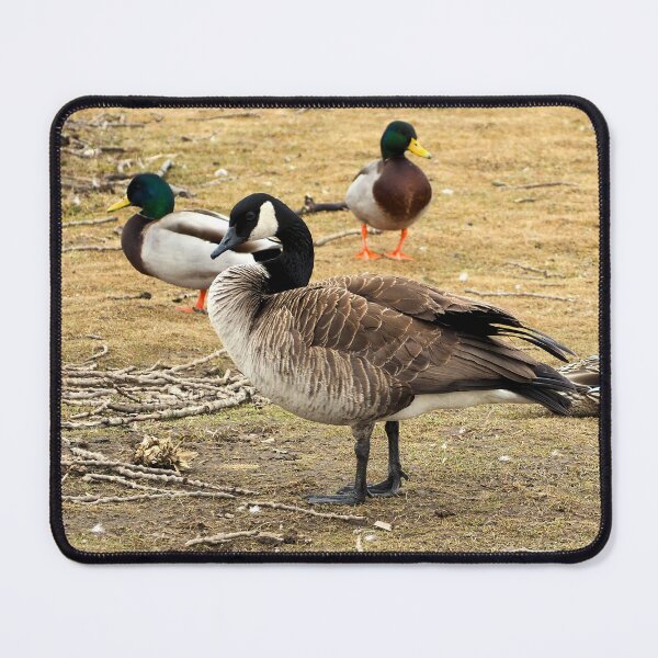 Item preview, Canada Goose With Mallard Ducks. - Wild Canada Goose Bird designed and sold by BackyardBirder.