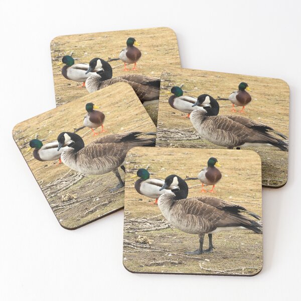 Item preview, Canada Goose With Mallard Ducks. - Wild Canada Goose Bird designed and sold by BackyardBirder.