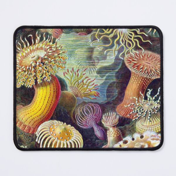 Item preview, Sea Anemones, Actiniae (Art Forms in Nature) Print designed and sold by joshukimble.