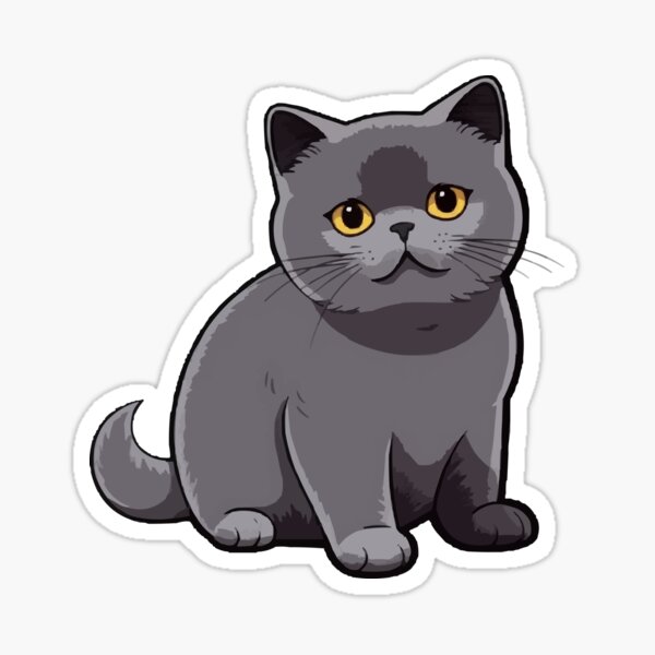 angry british shorthair cat making funny face with mouth open, Stock image