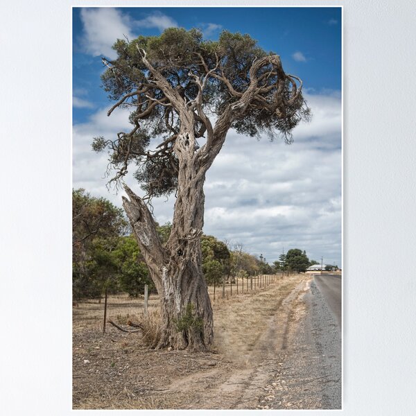 Item preview, Ye Old Tree designed and sold by Fred  Smith.