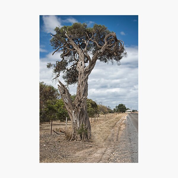 Artikelvorschau, Ye Old Tree entworfen und verkauft von Fred  Smith.