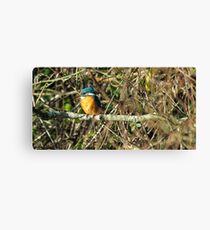 Female Kingfisher enjoying the Sun Canvas Print