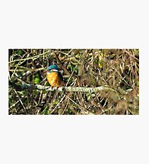 Female Kingfisher enjoying the Sun Photographic Print