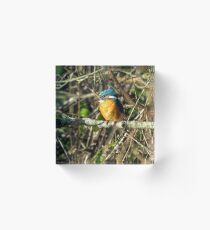 Female Kingfisher enjoying the Sun Acrylic Block