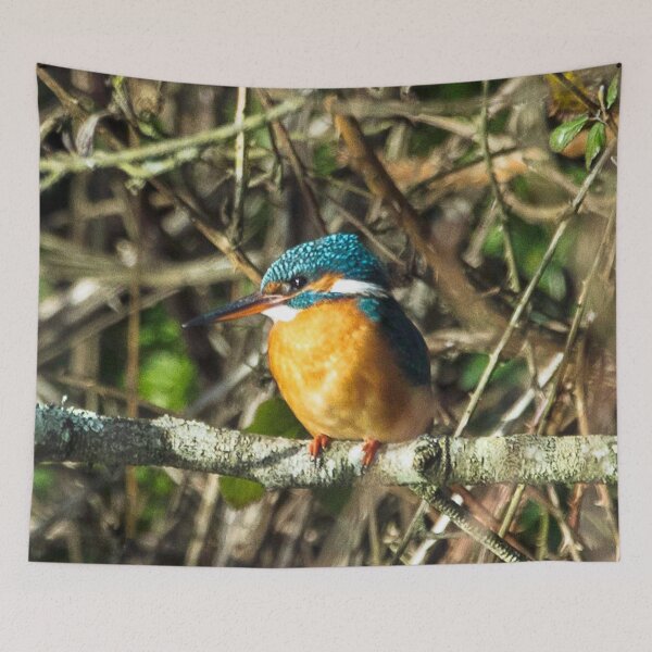 Item preview, Female Kingfisher enjoying the Sun designed and sold by David. C.A. Le Quelenec.