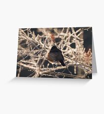 Snow Bird Greeting Card