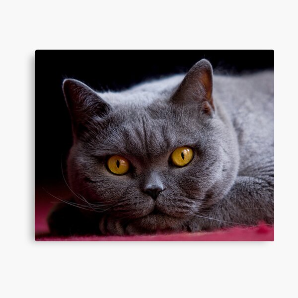Eye Contact Canvas Print