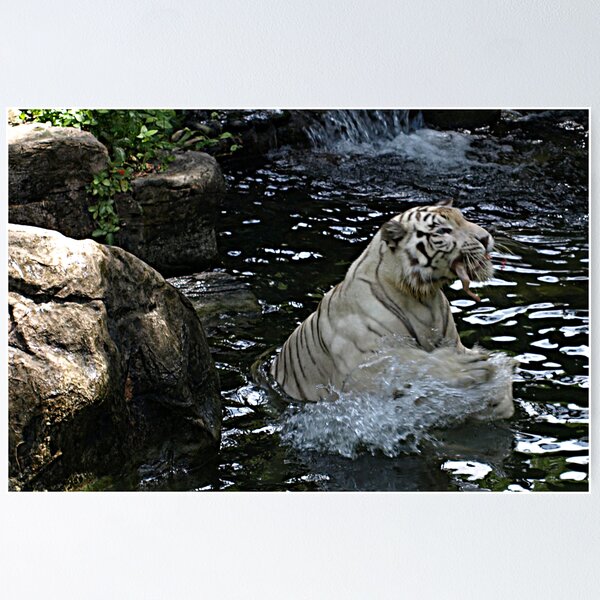 Item preview, White Tiger catches a feed designed and sold by Bev Pascoe.
