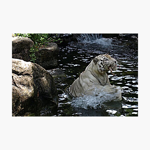Item preview, White Tiger catches a feed designed and sold by Bev Pascoe.
