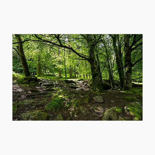 Glendalough Forest Photographic Print