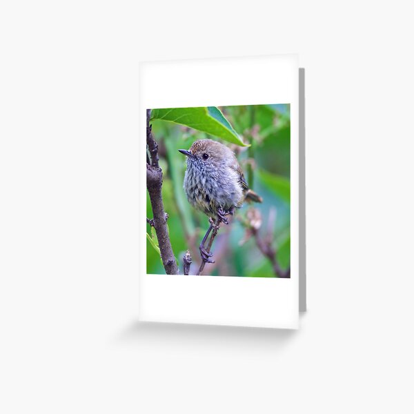 THORNBILL ~ Brown Thornbill UFJSJSTm by David Irwin ~ WO Greeting Card