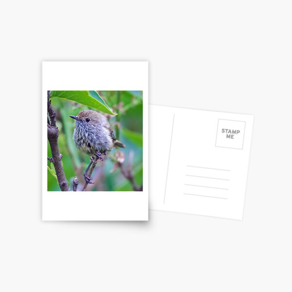 THORNBILL ~ Brown Thornbill by David Irwin ~ WO Postcard