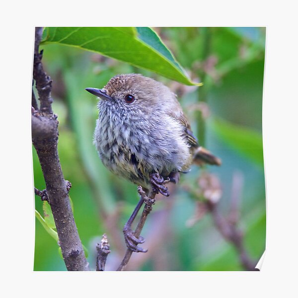 THORNBILL ~ Brown Thornbill UFJSJSTm by David Irwin ~ WO Poster