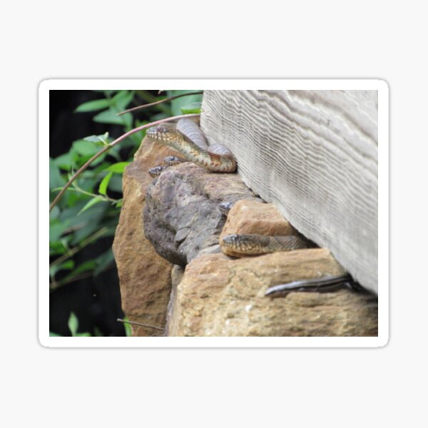 Northern Water Snakes at Yates Mill Sticker