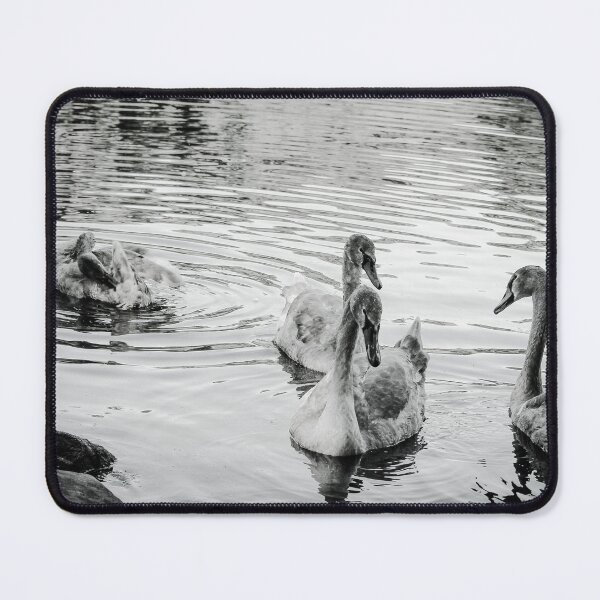 Item preview, Swans Swim By Black and White Mount Stewart Pond designed and sold by eddiebarronshop.