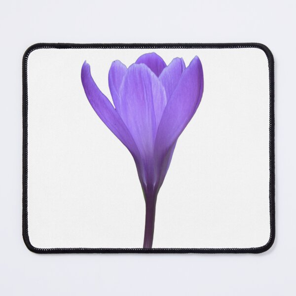 Item preview, Single Purple Spring Crocus designed and sold by Louise-Mae.